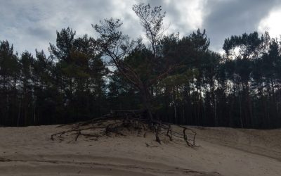 Przemkowski Park Krajobrazowy